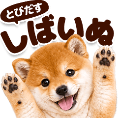 とびだす！しばいぬ