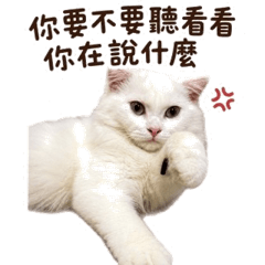 Gege Princess Attitude Cat