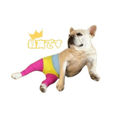 French Bulldog JAKE
