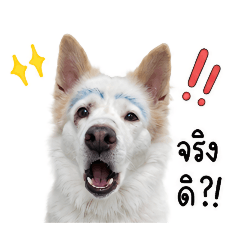dog_20260506220233