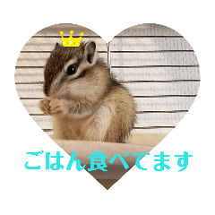 シマリス利休♥️