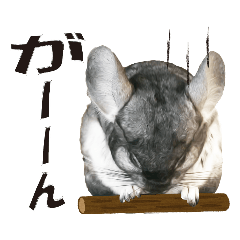 チンチラのぽぽちゃん3