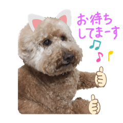 トイプードルの挨拶