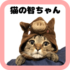 猫の智ちゃん かわいい写真スタンプ