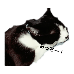 我が家のごまち④