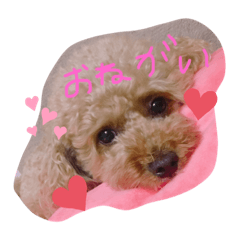 ぷーちゃんファミリー