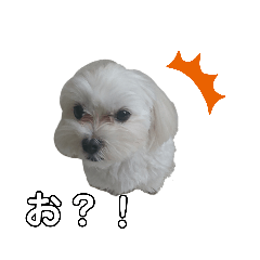 マルチーズのおもちとしらたまmaltese