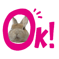 ミニウサギのモコ②