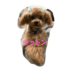 ぷりてぃ虎之介