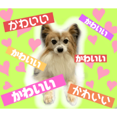 我が家の愛犬パピヨンのたろう