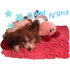 あやねのわんことにゃんこ