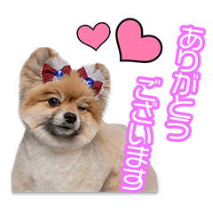 山口家のぽん太ちゃん