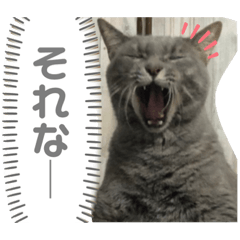 愛猫まさはるの口癖スタンプ