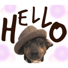 日本テリアの麗音とチワワのぷぅ〜2