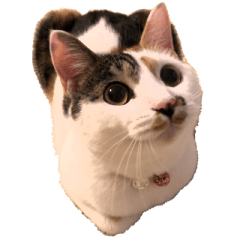 おてんばふうちゃん