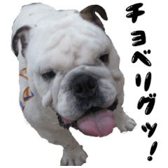 ちょっと昭和なアゲインわんちゃん達