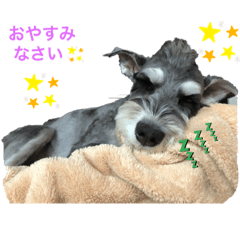 シュナウザー　クゥちゃん