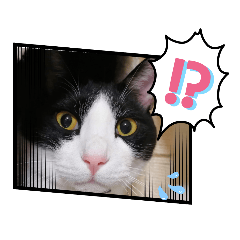 愛しのニャンズすたんぷ