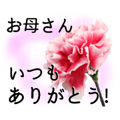 母の日に花を♪ カーネーション Part 2