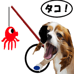 動く、ウサギイヌ-5