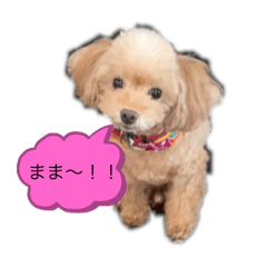 トイプードルのみろくさん12歳