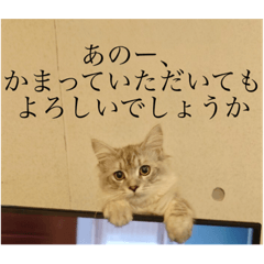 子猫Neoのクスッと笑える喜怒哀楽スタンプ
