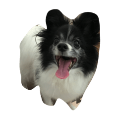 我が家の愛犬“のえる”