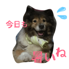普段の犬たち
