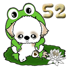 シーズー犬52『梅雨』