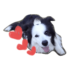 ボーダー・コリーのパオとラン