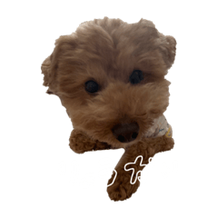 といぷーどるのくう　2