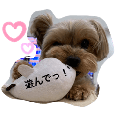 ヨーキーももちゃん☆