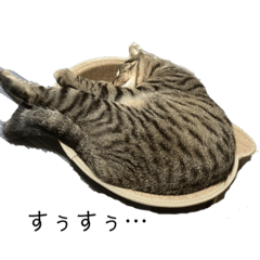 キジトラにゃんこ　エルさん　其の弐