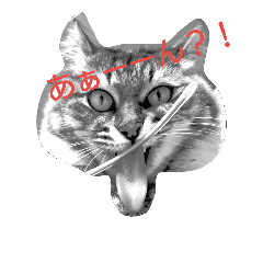 キジトラはぴたん