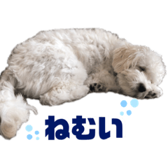 もっとカノンといっしょ