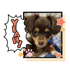 チワックス　ぐみちょ✨