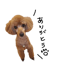 トイプードル★じゃすてぃん