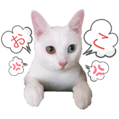 幸運のカギしっぽオッドアイ琥珀スタンプ2