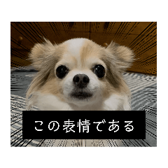 多様性がある犬