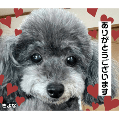 トイプードル♡きよなちゃん