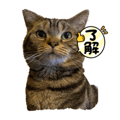 あずきとらん丸 2