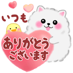 気持ちを伝える♥ポメラニアン「ぽちゃん」