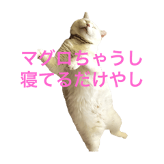 デブ猫一族の日常