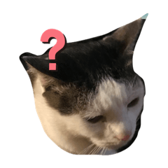 チップ＆しょうた