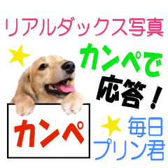 【カンペ】で応答☆ダックスフンドプリン君