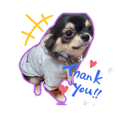 かわいい犬達やでぇ〜