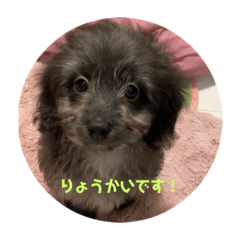 ノアアメリさん