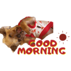 保護犬こてつのスタンプ