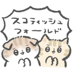 毎日♡スコティッシュフォールド