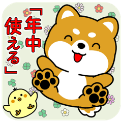 飛び出す豆柴「年中使える」